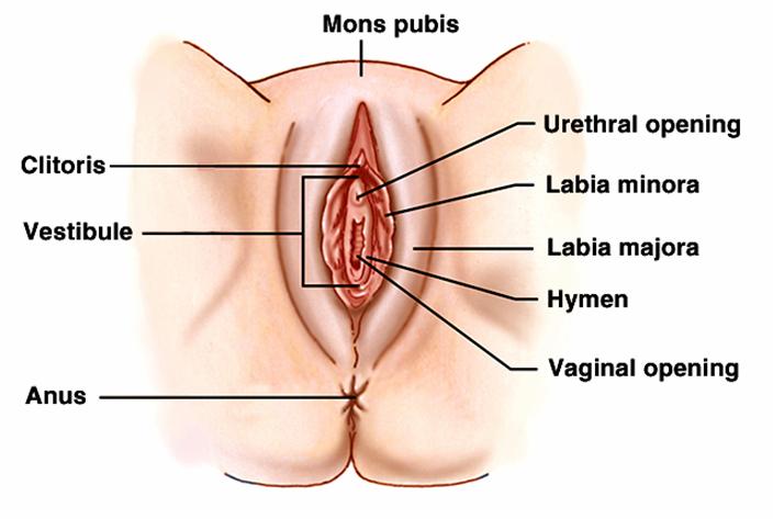 The external genitalia of the female accommodate the reproductive processes at the time of sexual intercourse