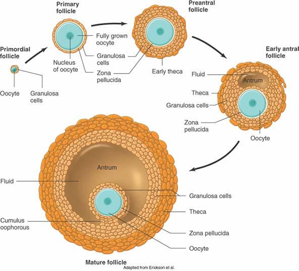 The development of an ovarian follicle and oocyte.