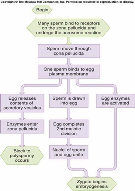 Only a single spermatozoan gains access to the ovum at the time of fertilization due to a biochemical block; sperm