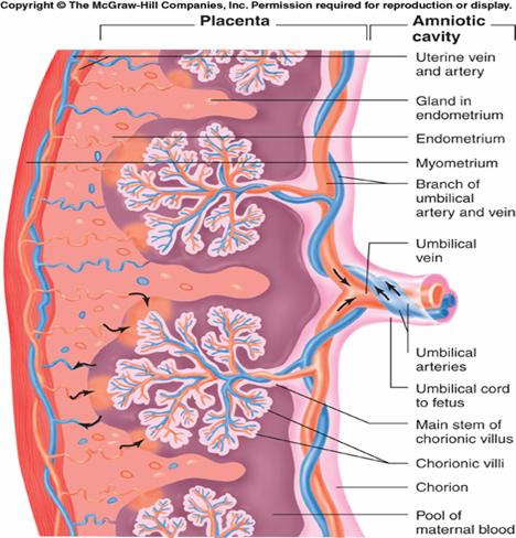 After the end of the first trimester, the placenta is more fully developed, including its nutritive/exchange