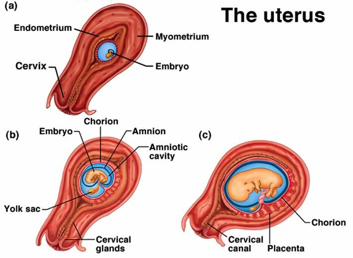 During the first trimester, the chorion is the source of a gonadotropin hormone that maintains steroid production by the corpus luteum in the ovary.