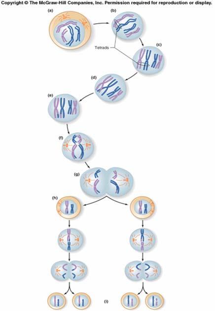 Figure 17-2 Meiosis is the process of producing gametes (sperm and eggs) that have only one chromosome instead of a pair.