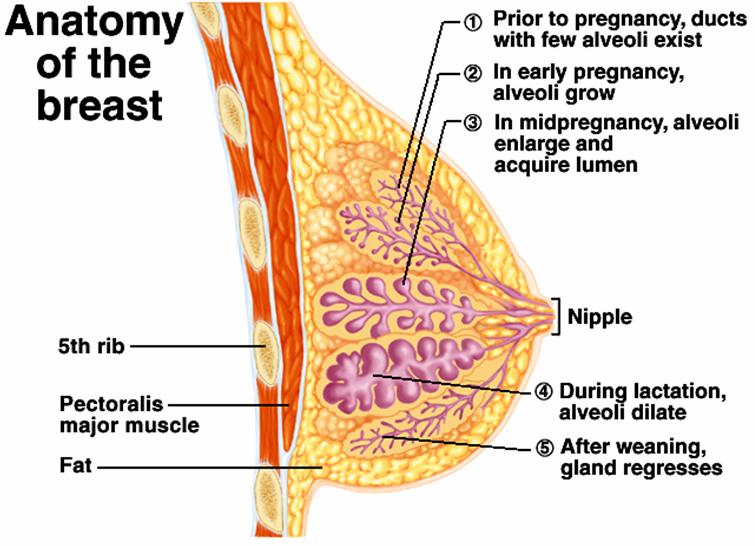 The hormones of pregnancy, including prolactin, estrogens,