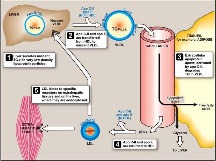 VLDL metabolism (for endogenous TAG), again you should know the steps Almost the same as CHYLOMICRON except It is synthesized in the liver and released directly to the blood (small in size),