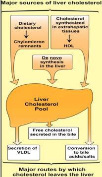 Sources of Cholesterol 1)synthesis 1000 mg Mainly by liver, also by small intestine and adrenal cortex In fact, all cells are capable to synthesize cholesterol but since they take it easily in big