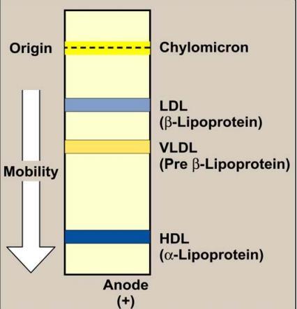 CH has a polar part which exists on the surface as in page 4 The easiest way to separate LIPOPROTEINS is electrophoresis (based on charge and mass as in plasma proteins) but here we use a special
