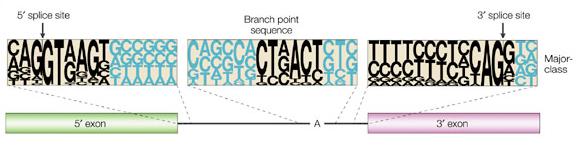 How are the intervening sequences removed? (genetics)!