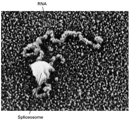 RNA The excision of introns and the ligation of