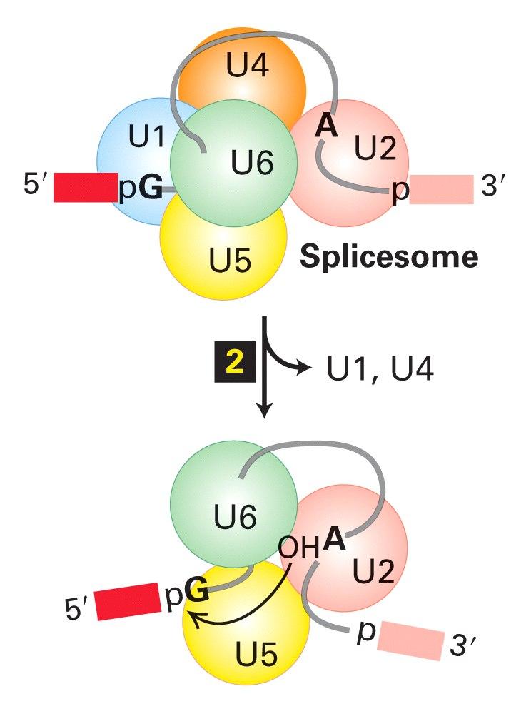 After the formation of the full spliceosome, the U1 and the U4 snrnps are detached and the remaining U2, U5