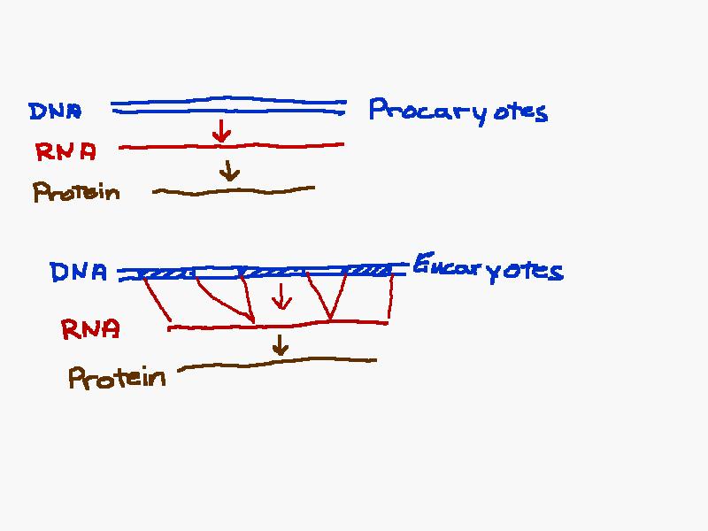 In eukaryotes sequences are