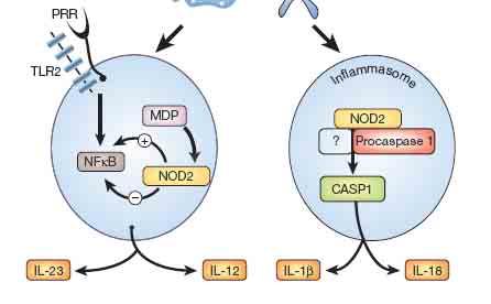 Xavier R, Podolsky D Nature 448:427-434, 2007 NOD2 stimulates and modifies activation