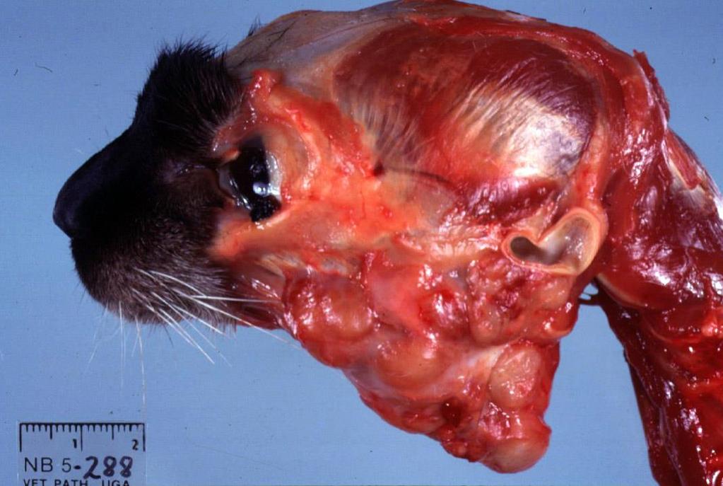 5 Sialoadenitis Sialodacryoadenitis in rats Mumps in humans Rabies Canine distemper