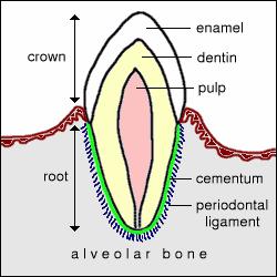 Simple (brachydont) tooth In humans, carnivores, swine, and ruminant incisors (do not continue to grow after they are fully erupted)