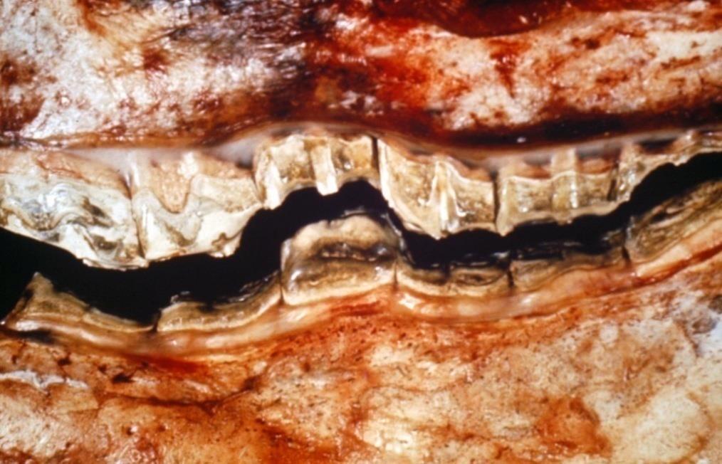 dental attrition ( wave or step-mouth ) The Veterinary Journal, Vol.