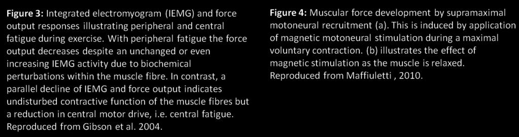 In line with Mosso s initial assumption central fatigue might indeed be a protective mechanism to prevent overstrain of the muscle fibres (84).