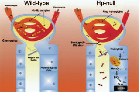 Haptoglobin in Iron Metabolism 981 Figure 7. Model to explain renal iron loading in Hp-null mice.