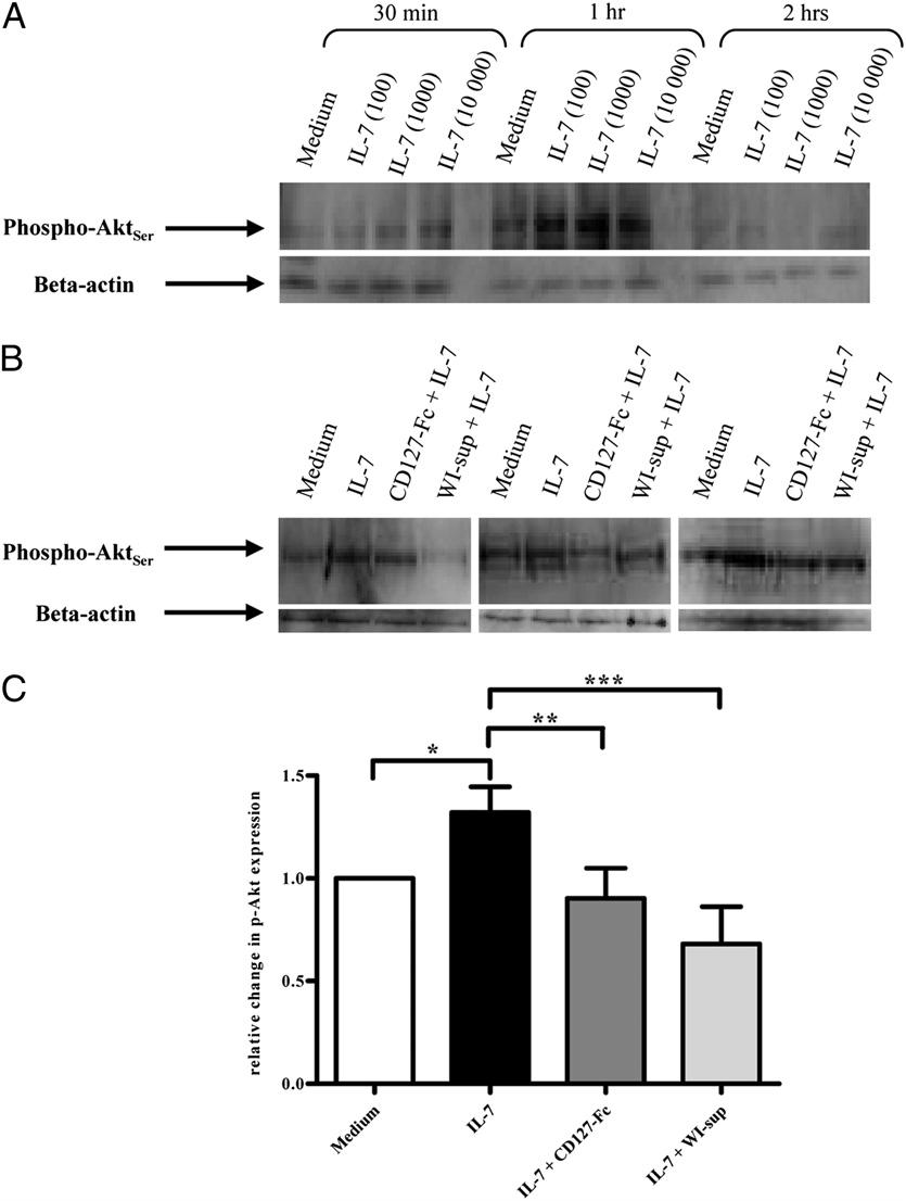 4682 ROLE OF SOLUBLE IL-7Ra IN IL-7 ACTIVITY AND HIV FIGURE 2. IL-7 induced phosphorylation of Akt in CD8 + T cells is decreased by scd127.