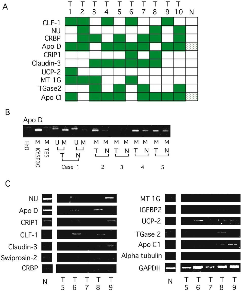 Figure 4. Methylation and expression in primary tumors A: Methylation in primary tumors for 13 tested genes that showed methylation in ESCC cell lines.