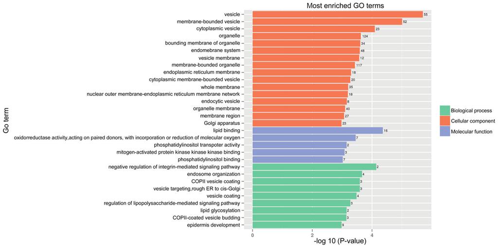 ONCOLOGY LETTERS 7 Figure 3. Top 20 GO enrichment terms for the upregulated micrornas. GO, Gene Ontology. Figure 4. Top 20 GO enrichment terms for the downregulated micrornas. GO, Gene Ontology. Han patients, and was negatively correlated with T stage and tumor size.