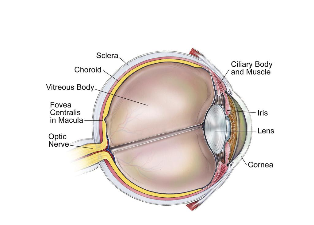 Understanding Other possible risk factors include high myopia (severe nearsightedness), diabetes, eye surgery or injury, high blood pressure, and use of corticosteroids (for example; eye drops,