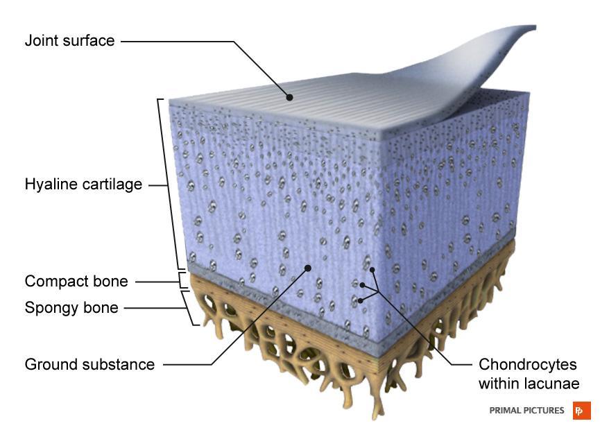 Cartilage is a specialized type of