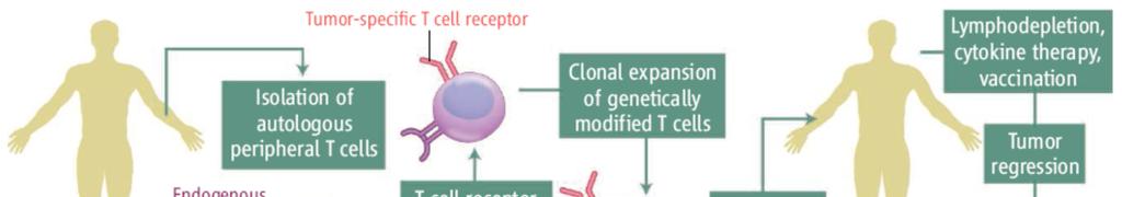 Engineering T cell responses by receptor