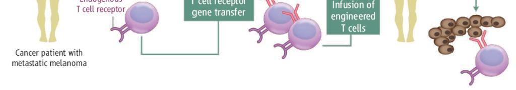 receptor can redirect T cells against any