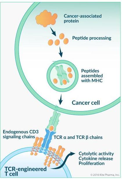 (TCR) Intracellular Targets Chimeric