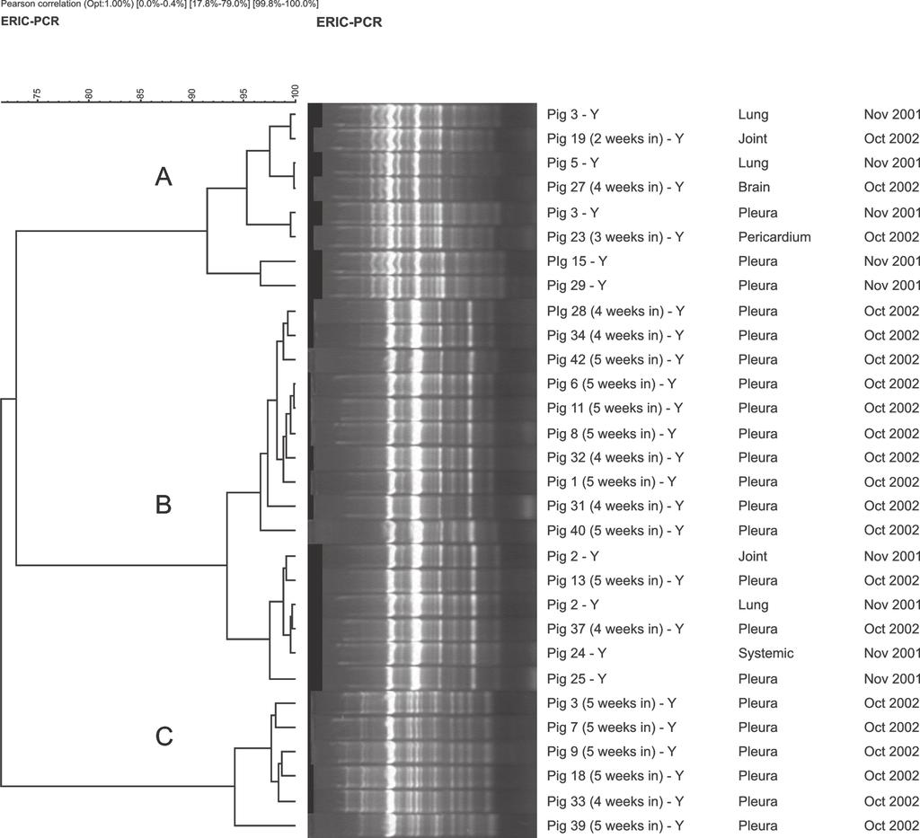 Figure : Cluster analysis by means of enterobacterial repetitive intergenic consensus-based PCR (ERIC-PCR) fingerprinting of 30 Haemophilus parasuis isolates recovered from affected nursery pigs in a