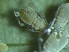 Cabbage aphid Summary across