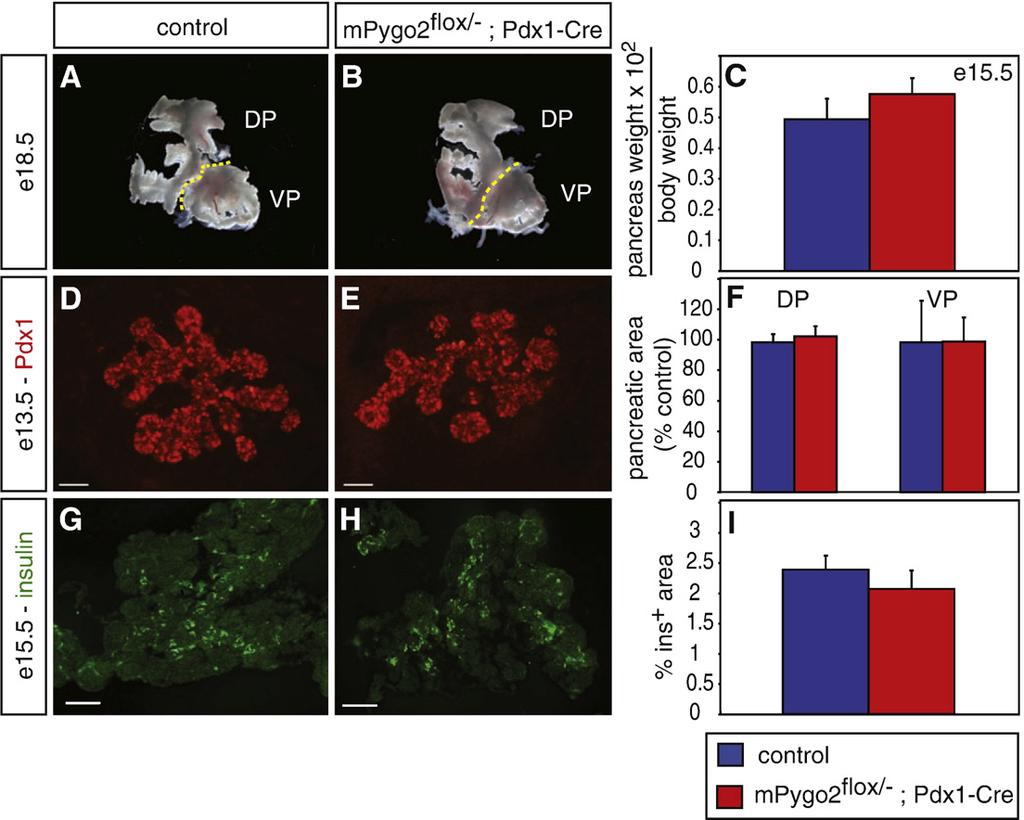 N. Jonckheere et al. / Developmental Biology 318 (2008) 224 235 233 Fig. 9. Normal pancreas development in mpygo2 flox/ ;Pdx1-Cre mice. (A, B) Examination of gross pancreas morphology at e18.