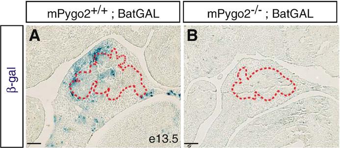 232 N. Jonckheere et al. / Developmental Biology 318 (2008) 224 235 Fig. 7. mpygo2 deletion reduces transduction of canonical Wnt signals in the pancreas.