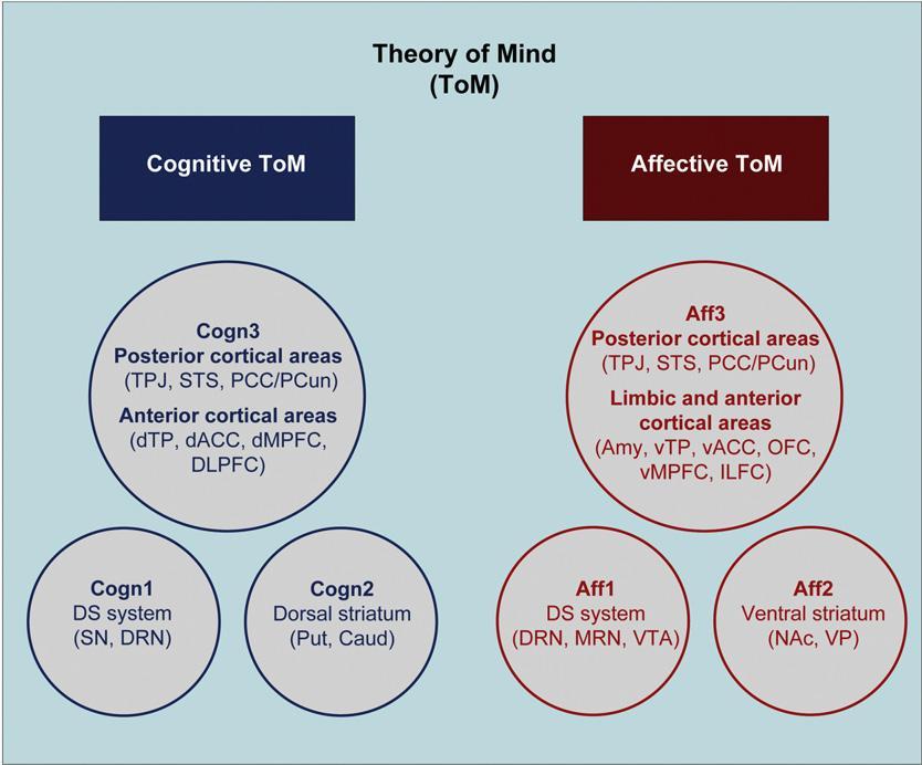 Theory of Mind (ToM) refers to the abilities