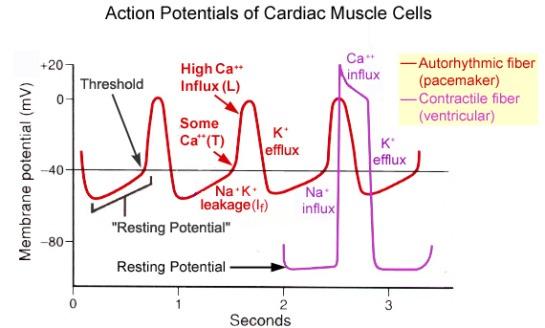 2 Types of Resting Potential Pacemaker Cardiac muscle 4 4 4 4 K efflux Resting Potential (4) Due to: variable -60 to-40 mv