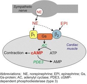 ryanodine Ca remove tropomyosincontraction activate receptor type receptors RyR on SR from