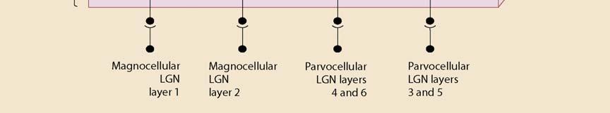 inputs terminate in layer4, the parvolcellular inputs