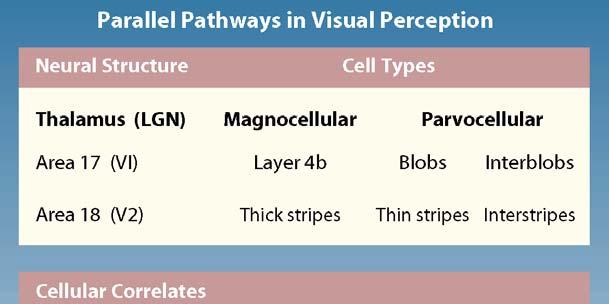 Cortical Visual Areas Cellular Correlates of Visual Features This table summarizes stimulus variations used in