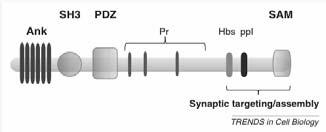Shank protein-interaction sites α-fodrin GKAP, β-pix Cortactin, IRSp53 Homer Grabrucker et al., 2011.