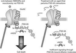 PSD-95 (2) Disrupting GluN2-PSD-95 reduces infarct after stroke Disease process involvesover-activation of a normal physiological pathway PSD-95 links NMDAR over-excitation to apoptosis pathways via