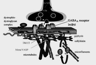 Postsynaptic scaffold proteins at CNS GABAergic synapses Gephyrin: Core scaffold Clusters GABA A R and GlyR Binds F-actin and microtubules Luscher and Keller. 2004.