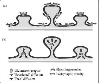 Spine shape influences diffusion of synaptic proteins and signalling factors 16 Lee et al., (2012).