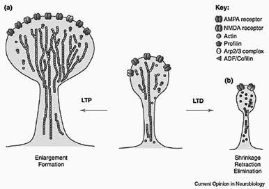 influence actin polymerisation and depolymerisation (respectively) Leads to spine growth/shrinkage 17 Spines shrink