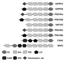 TARPs (Transmembrane AMPAR Regulatory Proteins) The MAGUK protein family (Membrane Associated Guanylate Kinase) Regulates AMPAR