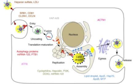 Overview of HCV life-cycle and antiviral targets NS5A Inhib NS3 Inhib NS5B Inhib Slide 4 of 33 Georgel et al. Trends in Molecular Medicine 16(21) 277-286. Moradpour D. Nat Rev 27.