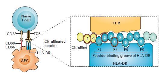Assoication between SE and ACPA Shared epitope are more likely to develop anti-citrulline response Citrullinated peptides (red rings) shows higher affinity to the