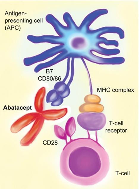 Evidence of T cell involvement in RA T cells are one of the most abundant cell types in RA synovium (30~50% of cells) Mostly CD4+ memory T cells (CD45RO+) with an activated phenotype (HLA-DR+, CD69+,