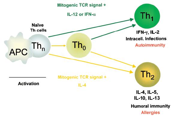RA as a T cell-mediated disease Old Th1/Th2 paradigm RA as a Th1 dominant disease But.