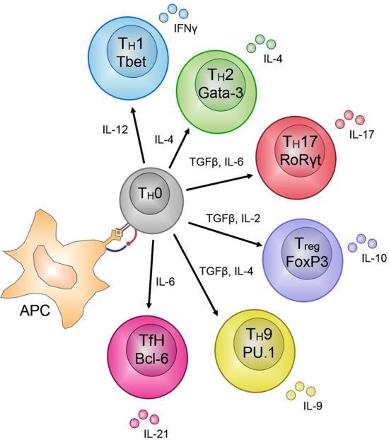 RA as a T cell-mediated disease New paradigm of Th cell subsets Th17 cells in RA