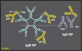 Typical auto-antibodies in RA Rheumatoid factor (RF)