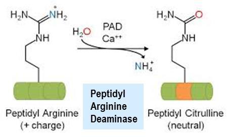 Anti-CCP / ACPA Anti-cyclic citrullinated peptide /